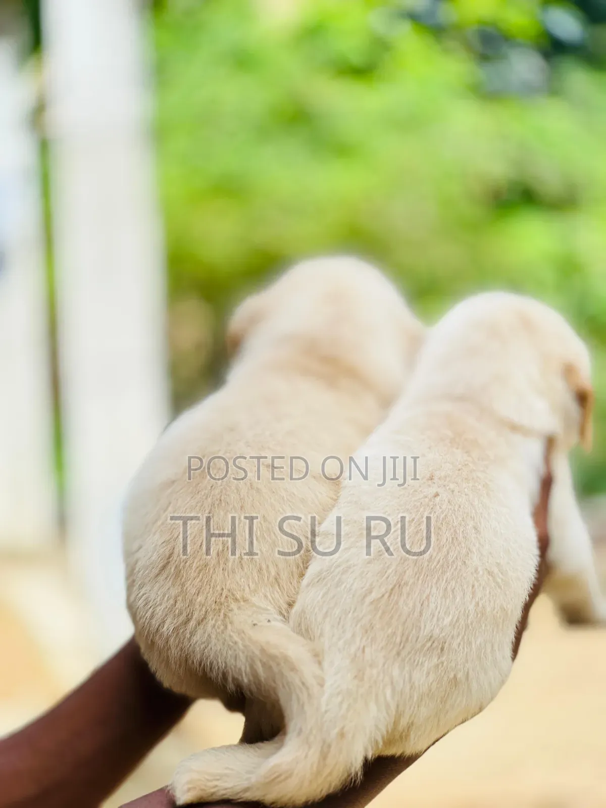 1-3 months Male Purebred Golden Retriever