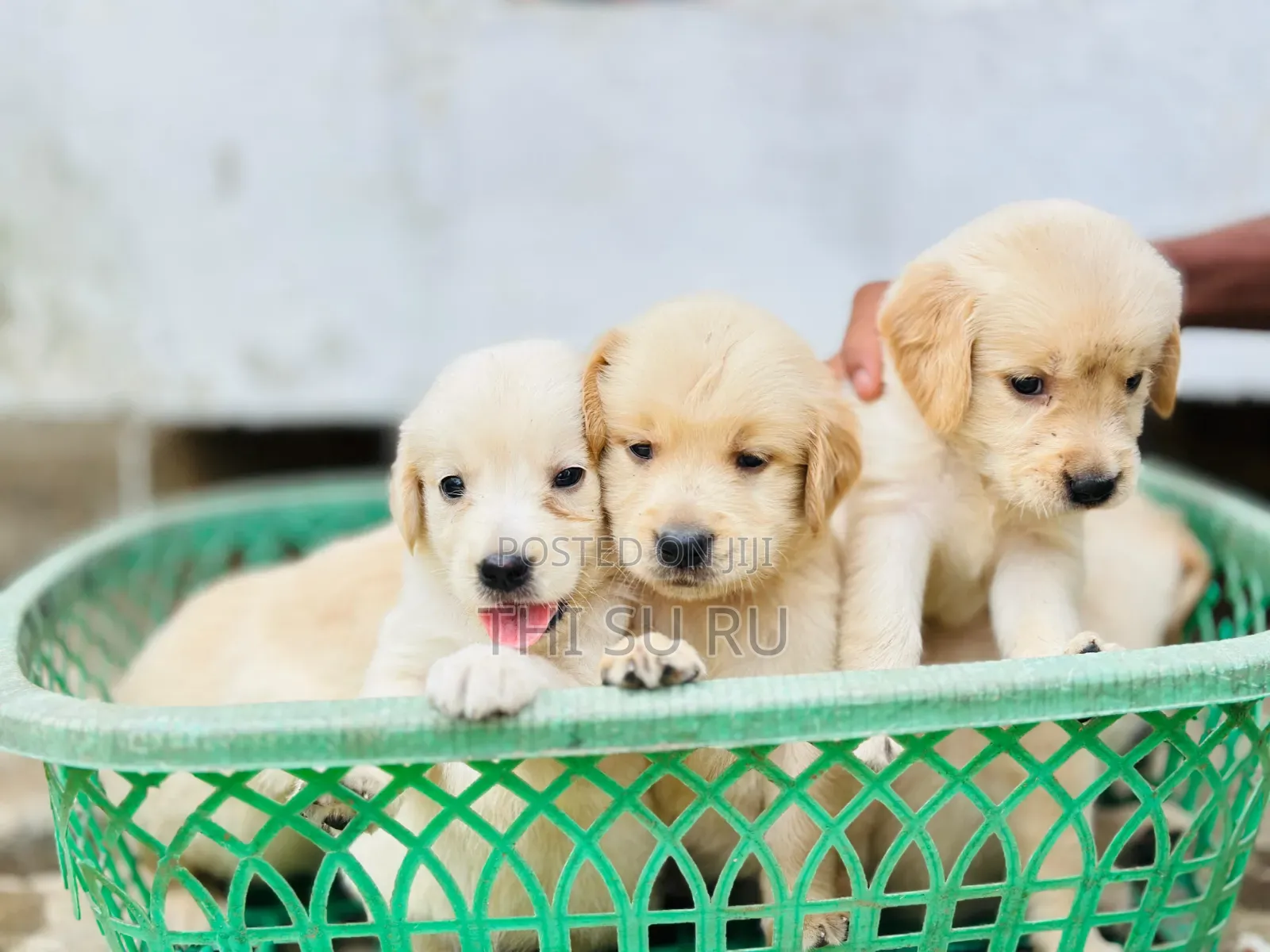 1-3 months Male Purebred Golden Retriever