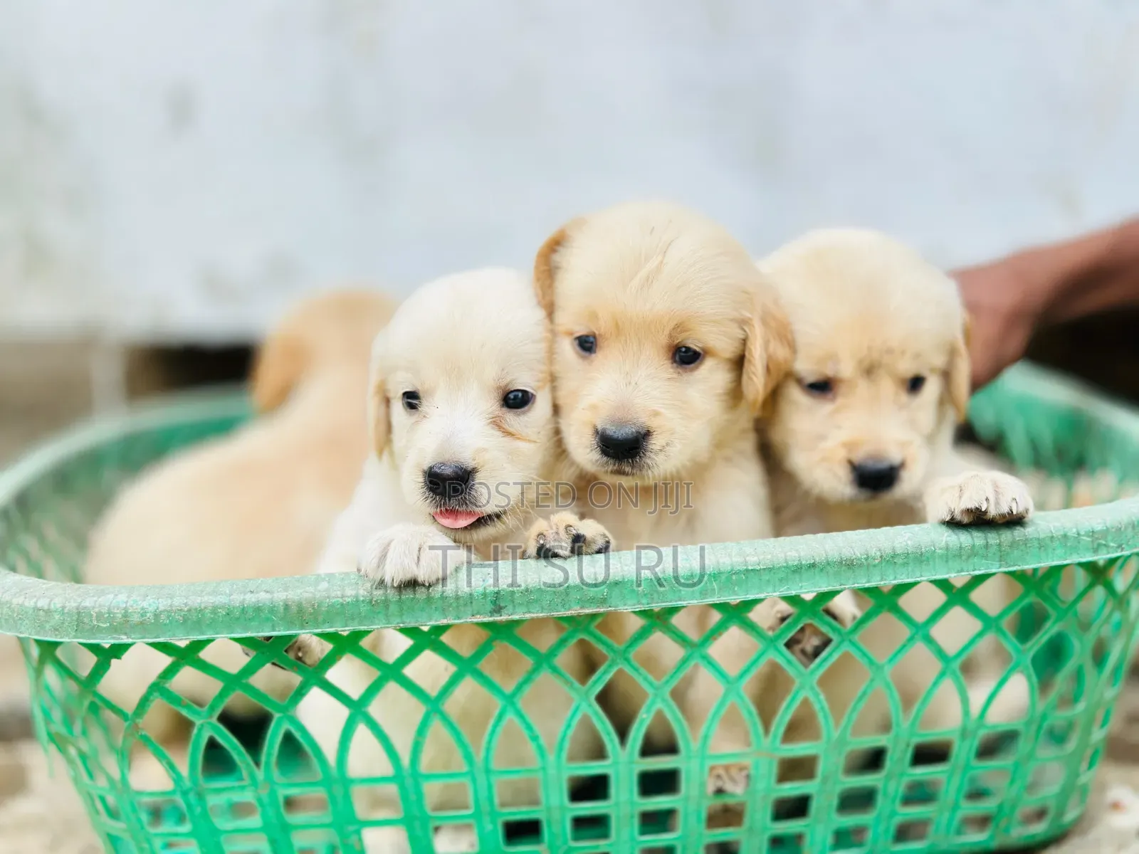1-3 months Male Purebred Golden Retriever