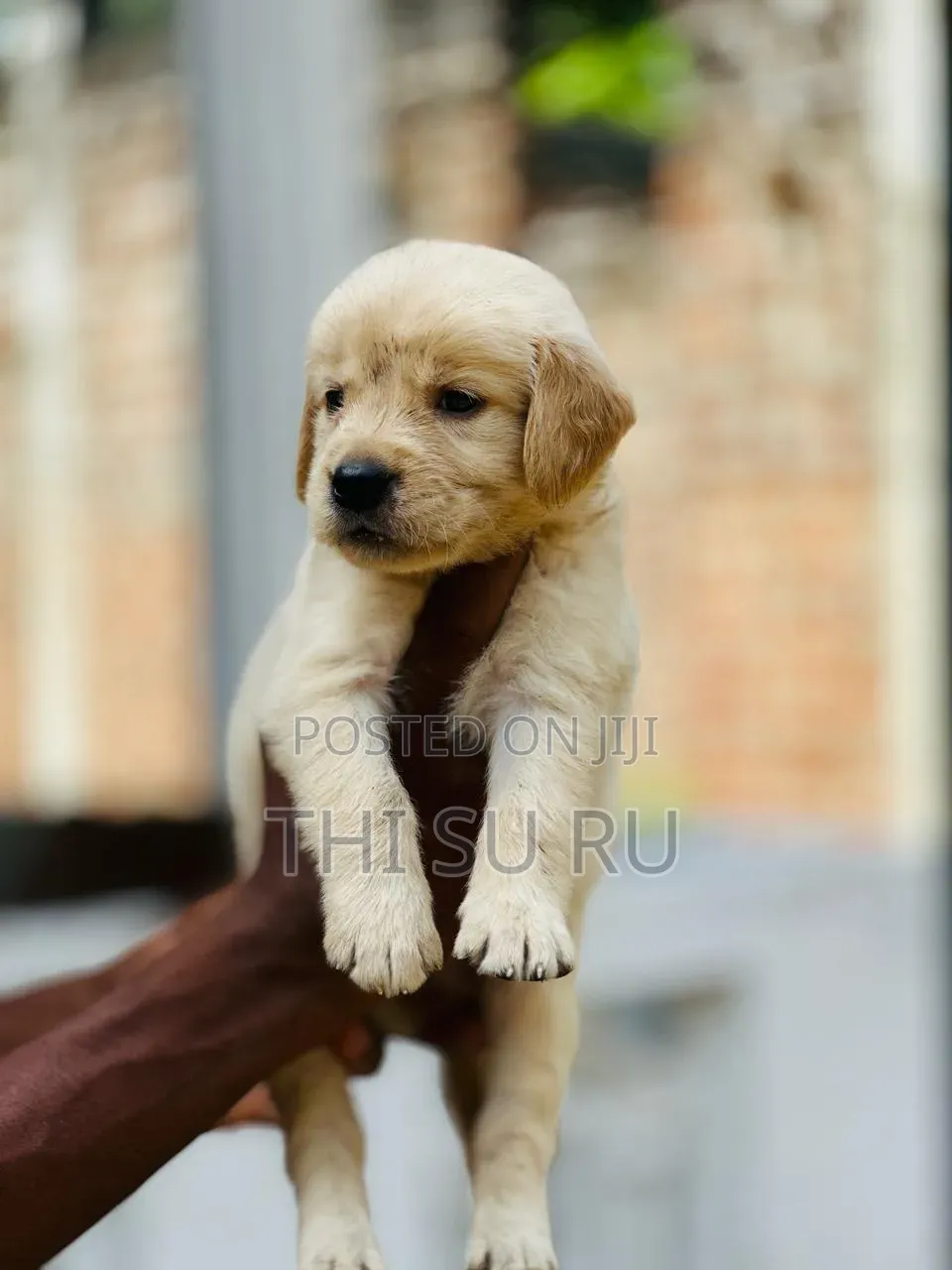 1-3 months Male Purebred Golden Retriever