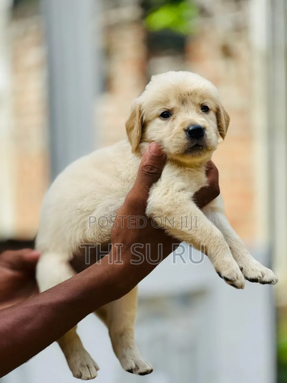 1-3 months Male Purebred Golden Retriever