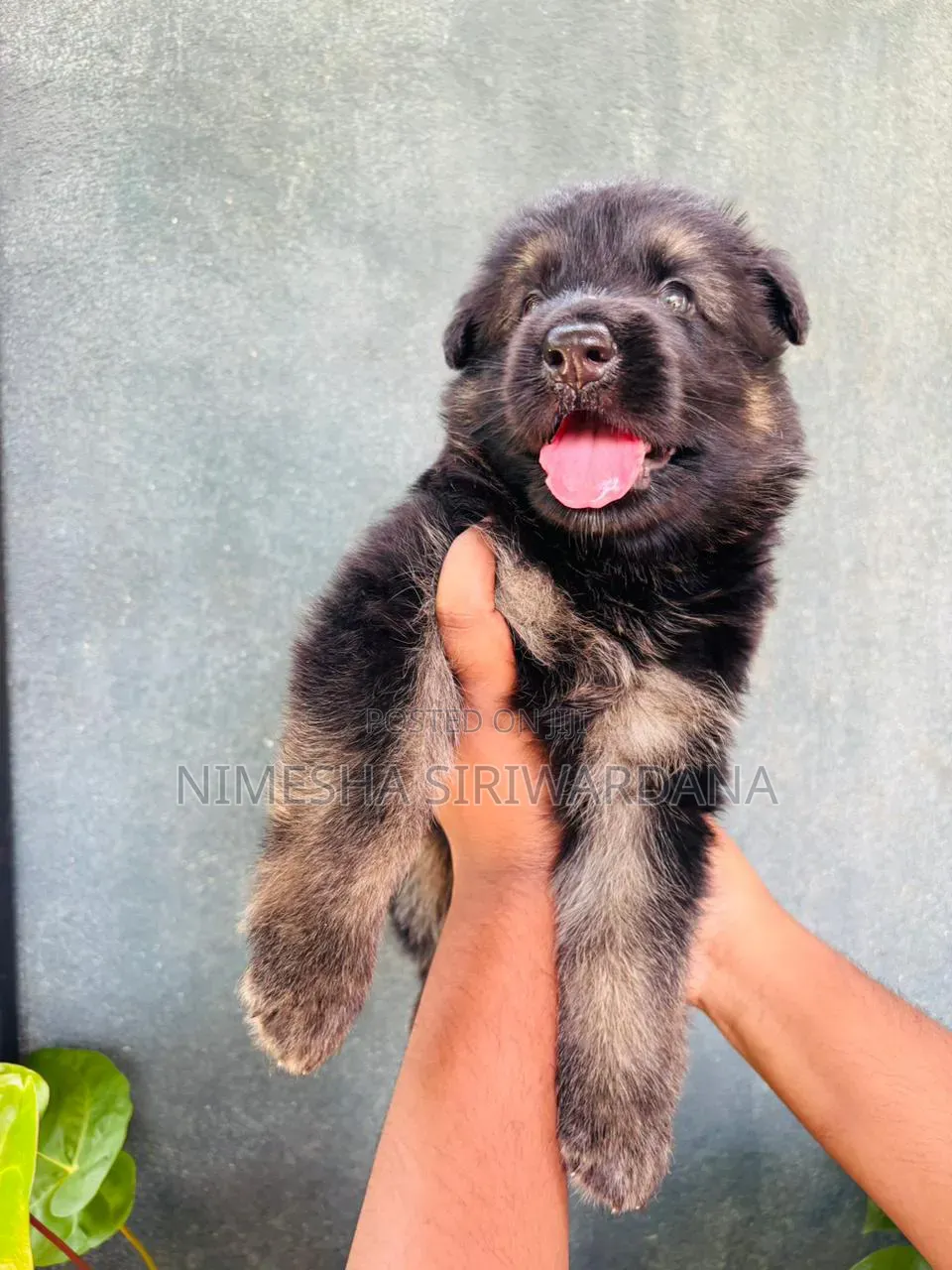 0-1 month Male Purebred German Shepherd