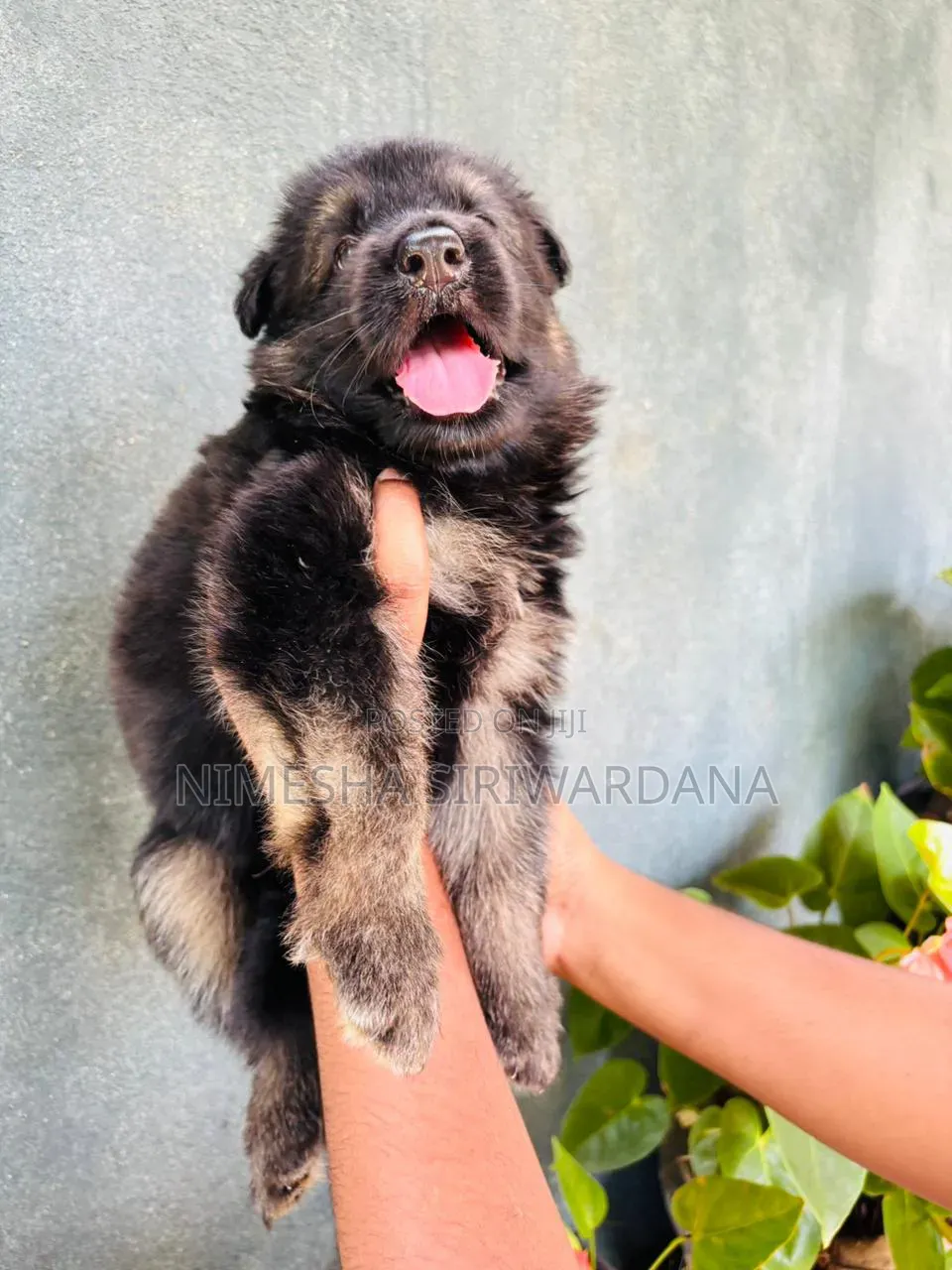 0-1 month Male Purebred German Shepherd