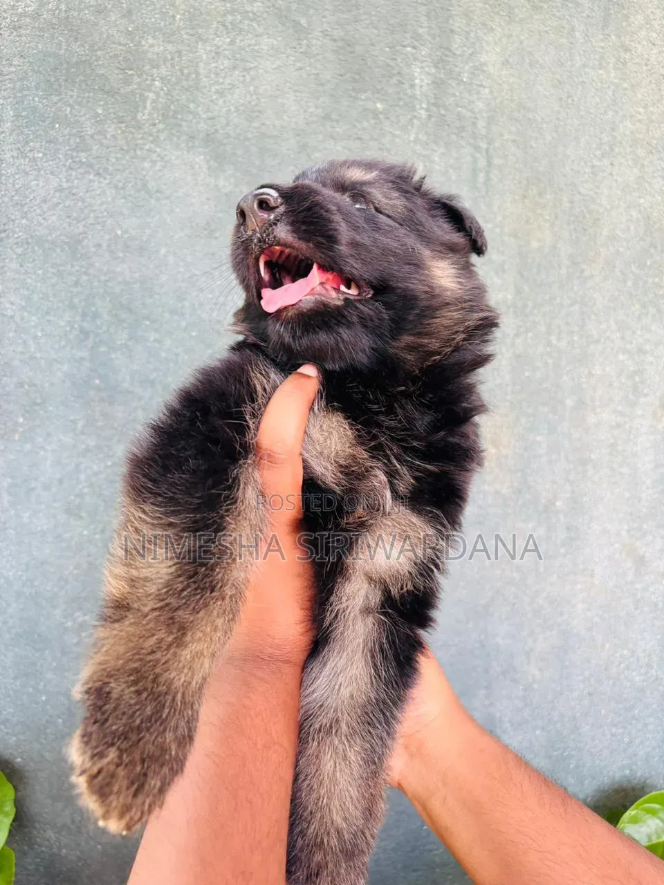 0-1 month Male Purebred German Shepherd