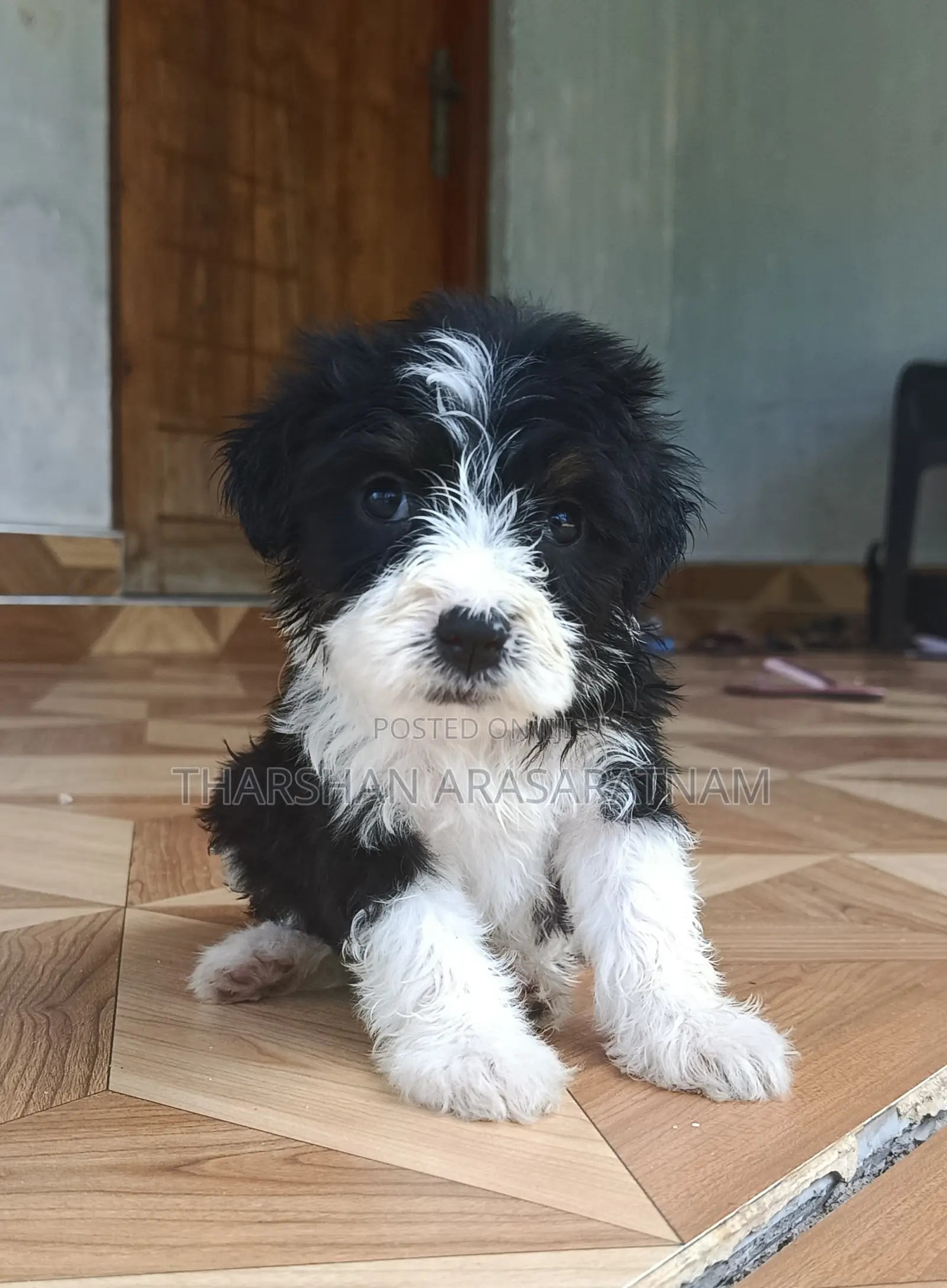 0-1 month Female Purebred Airedale Terrier