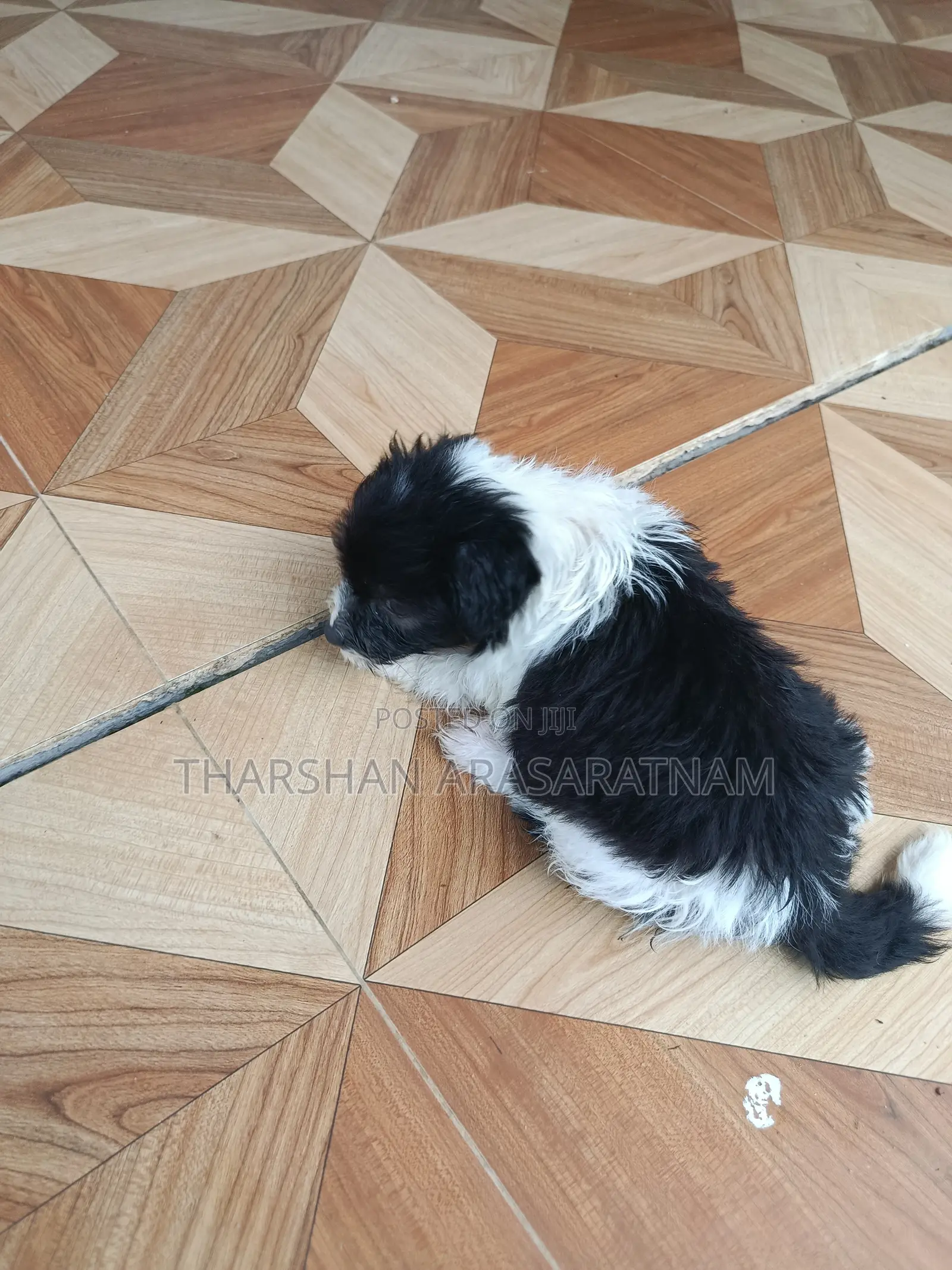 0-1 month Female Purebred Airedale Terrier