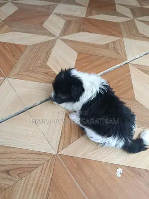 0-1 month Female Purebred Airedale Terrier