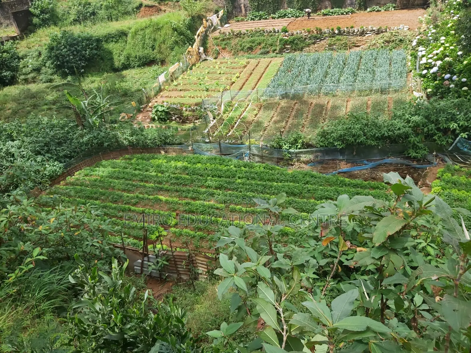 Land for Nuwara Eliya
