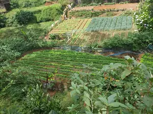 Land for Nuwara Eliya