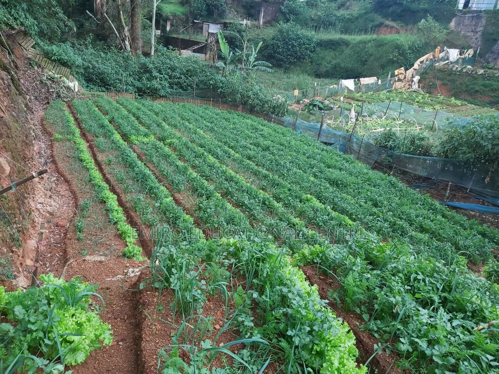 Land for Nuwara Eliya