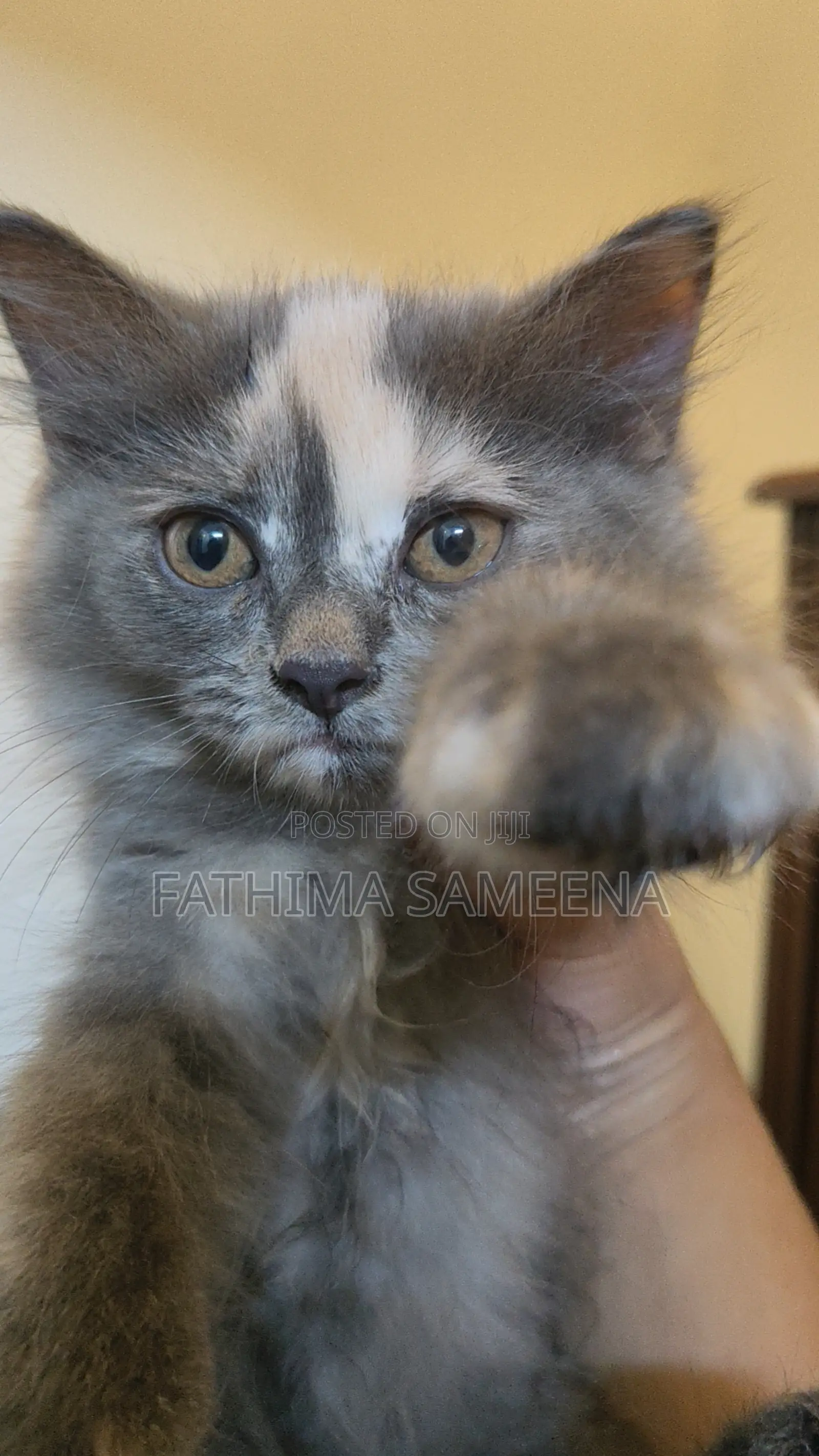 1-3 months Female Purebred Persian