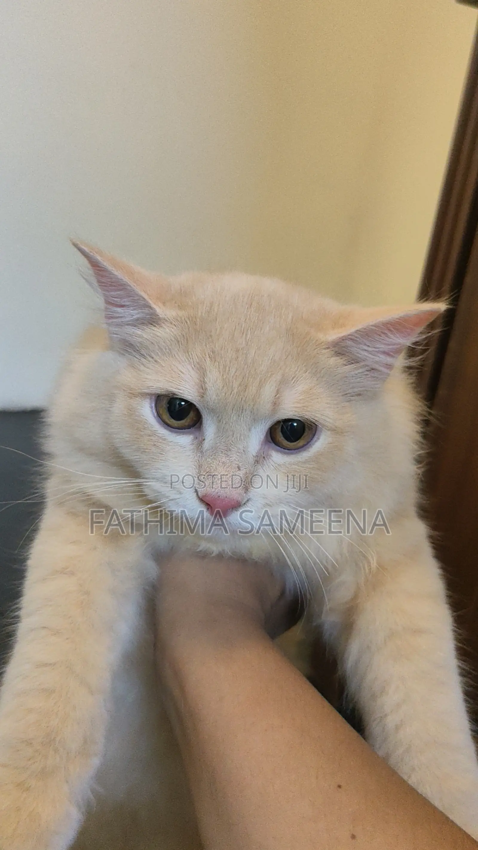 1-3 months Female Purebred Persian
