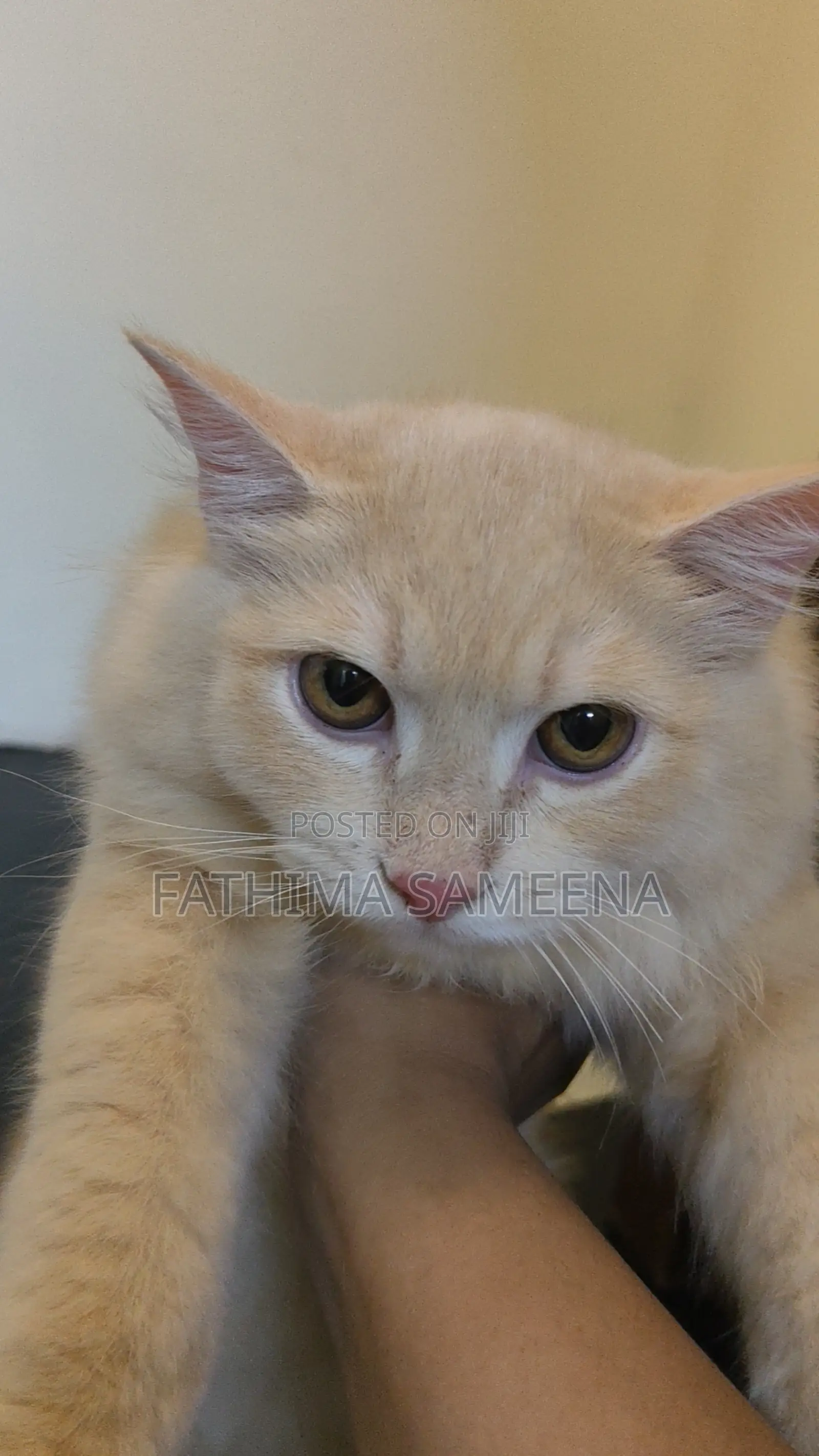 1-3 months Female Purebred Persian
