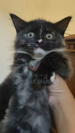 1-3 months Female Purebred Persian