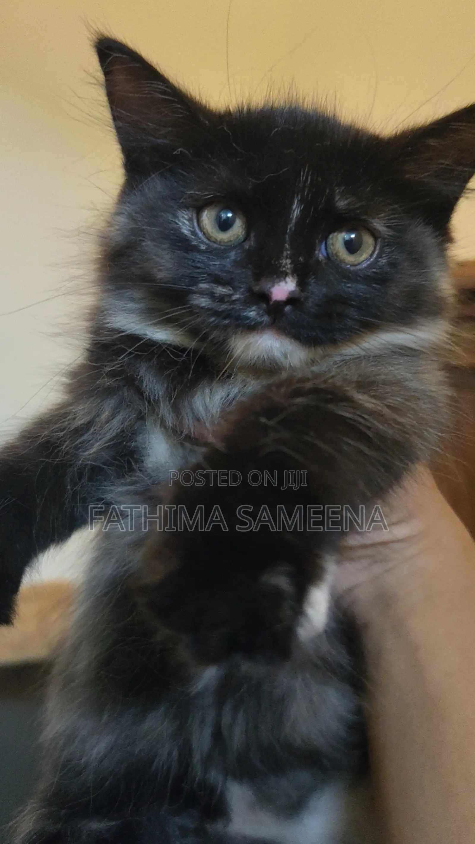1-3 months Female Purebred Persian