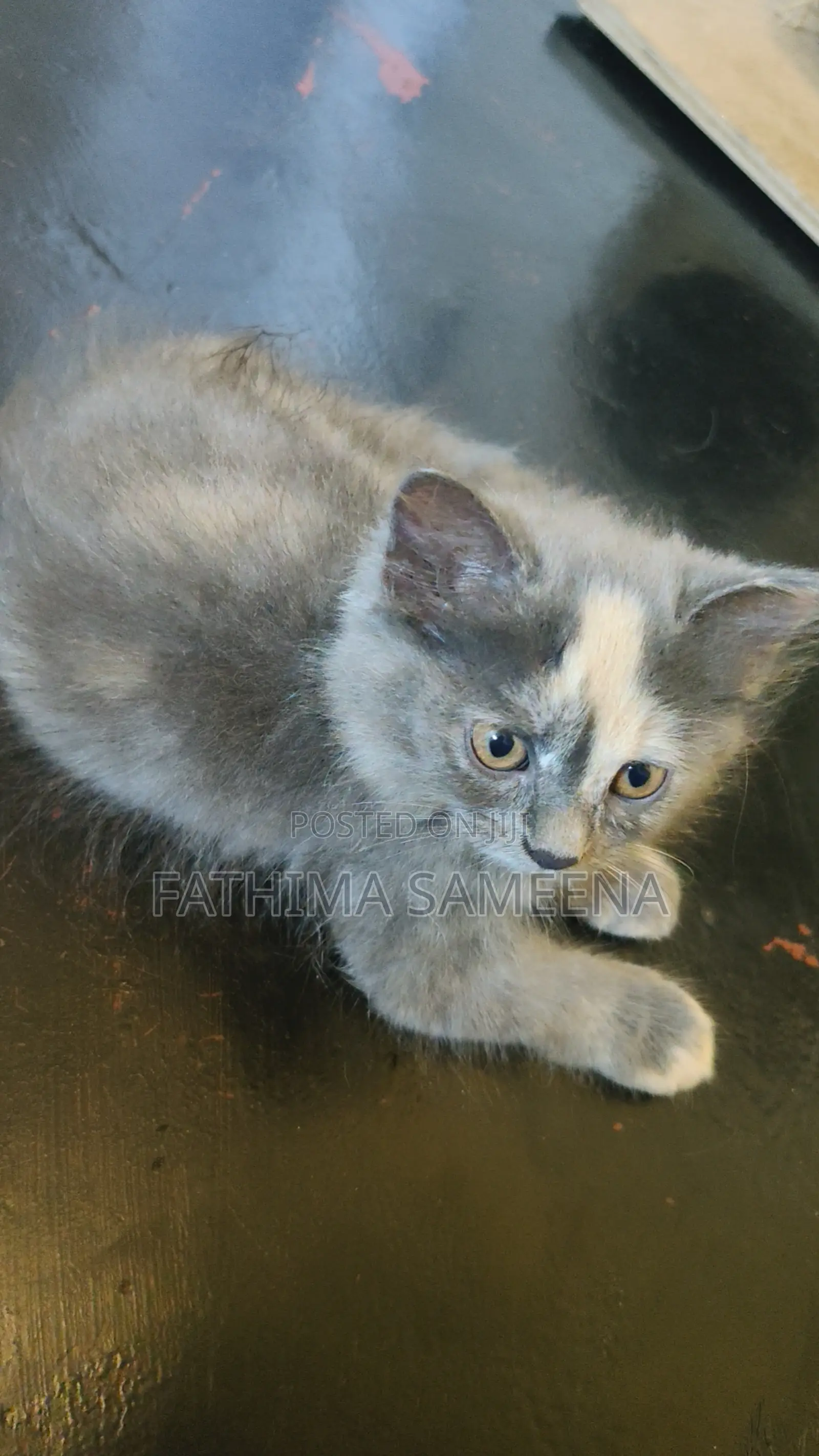 1-3 months Female Purebred Persian