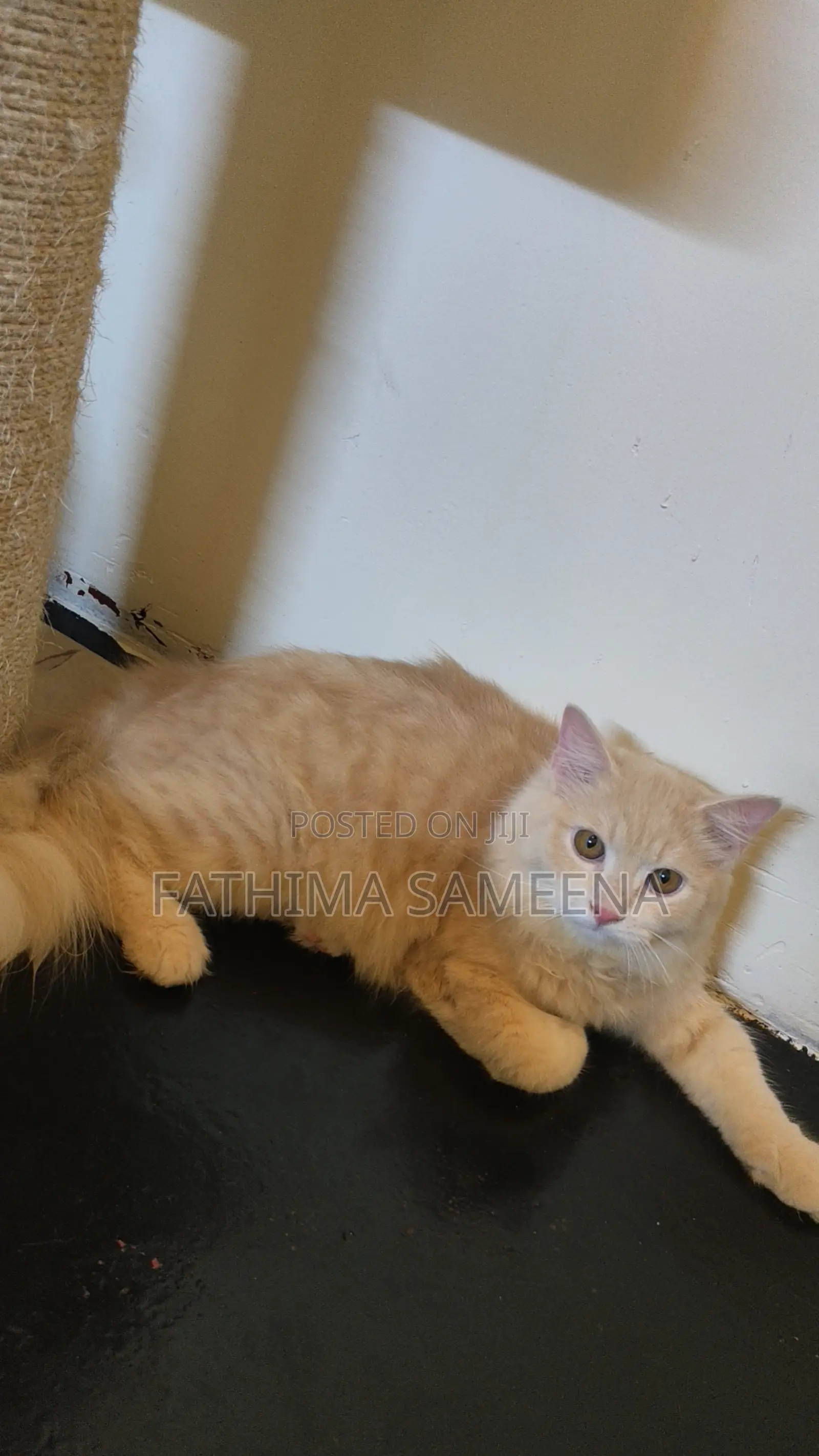 1-3 months Female Purebred Persian