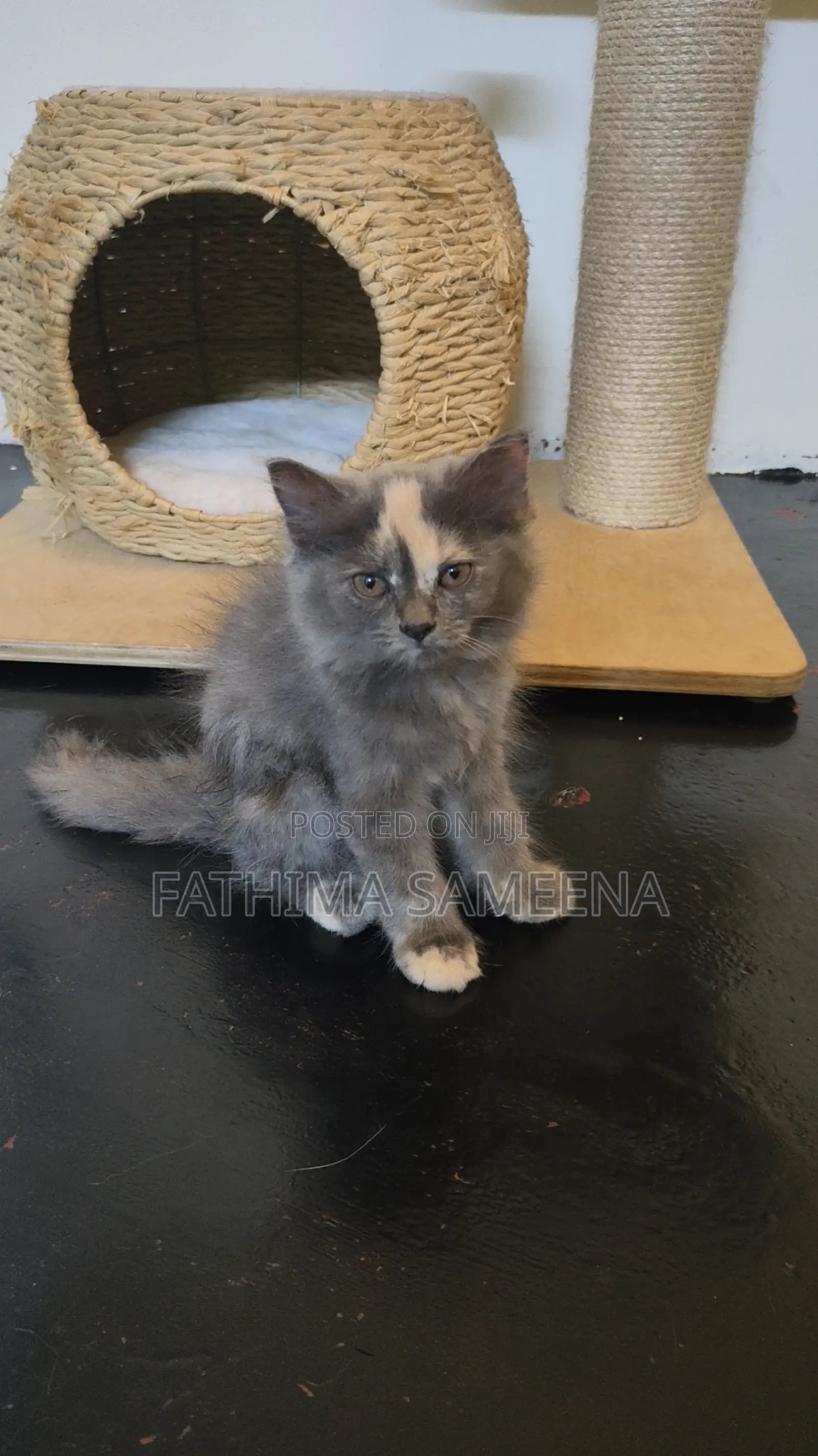 1-3 months Female Purebred Persian