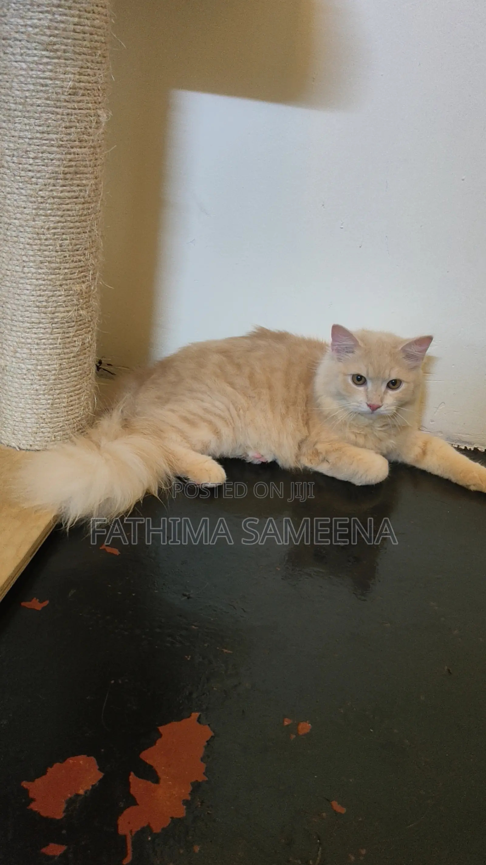 1-3 months Female Purebred Persian