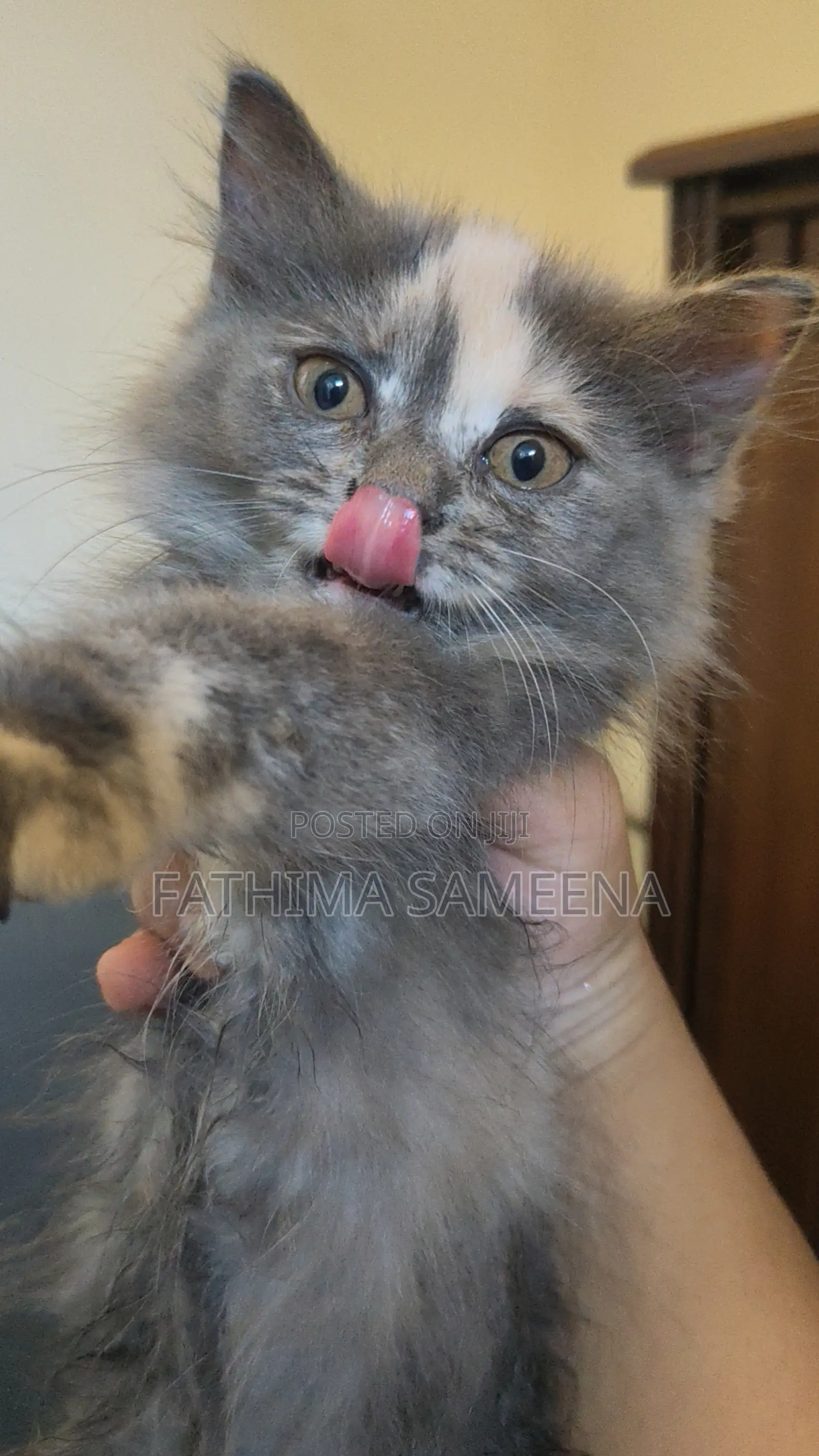 1-3 months Female Purebred Persian