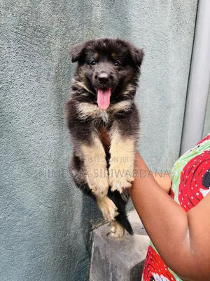 1-3 months Female Purebred German Shepherd