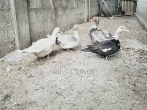 Manilla Duck