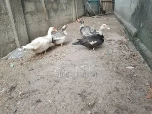 Manilla Duck