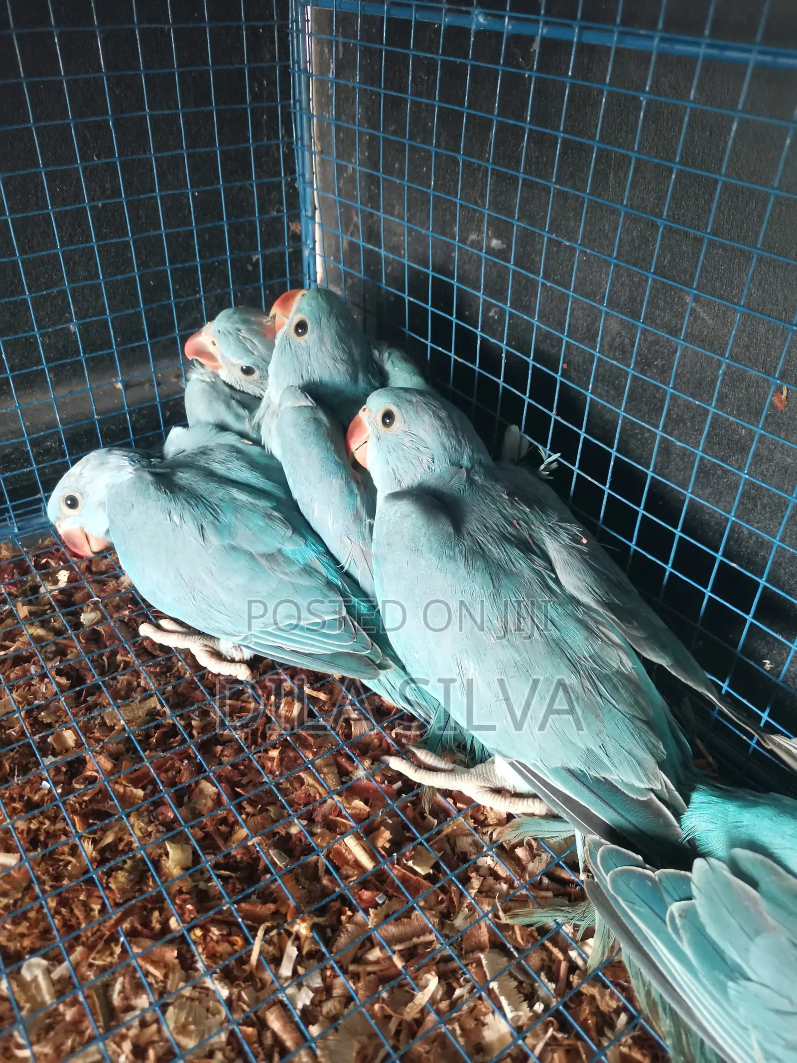 Indan Ringneck Skyblue Chicks for Sale