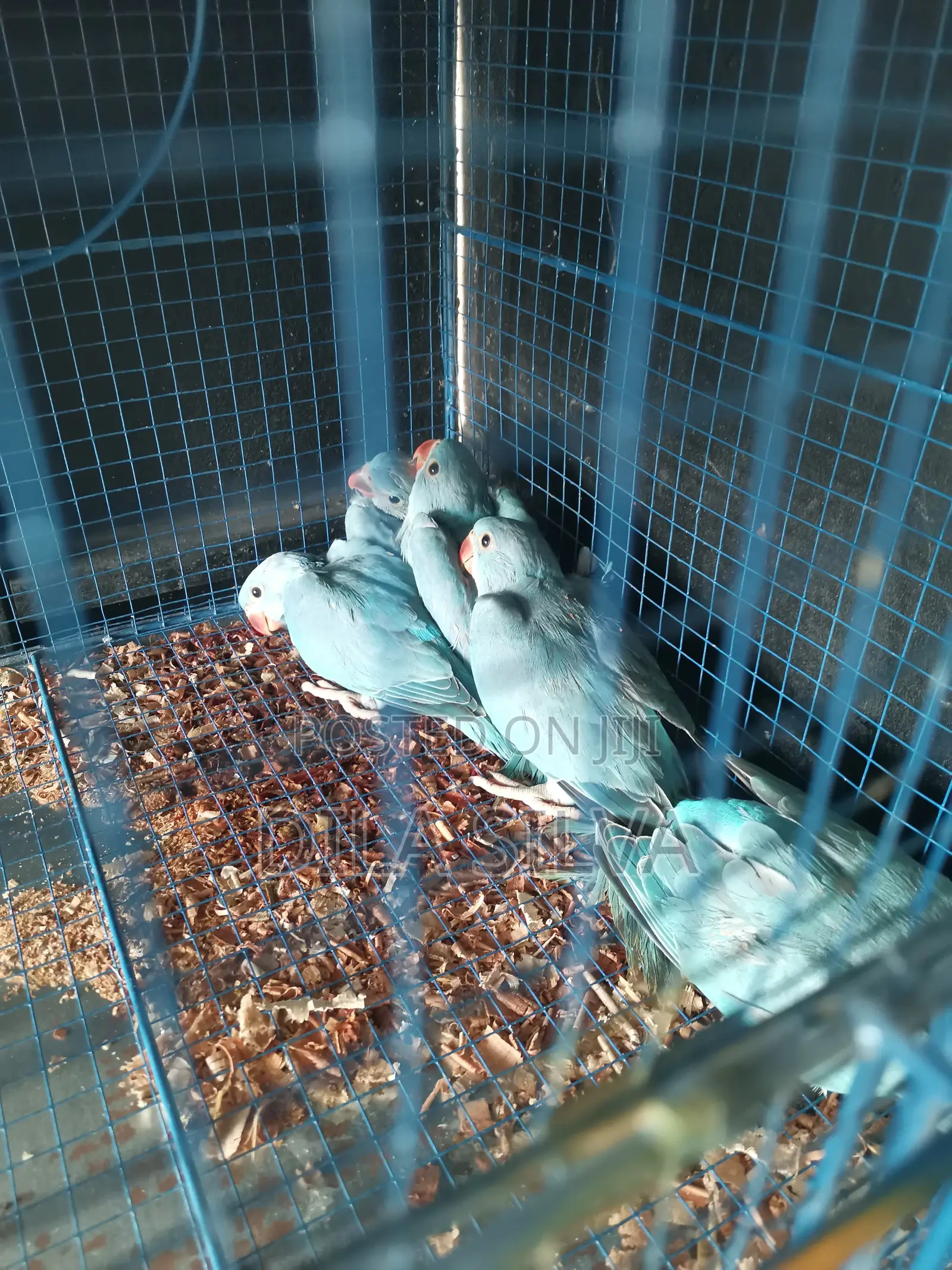 Indan Ringneck Skyblue Chicks for Sale