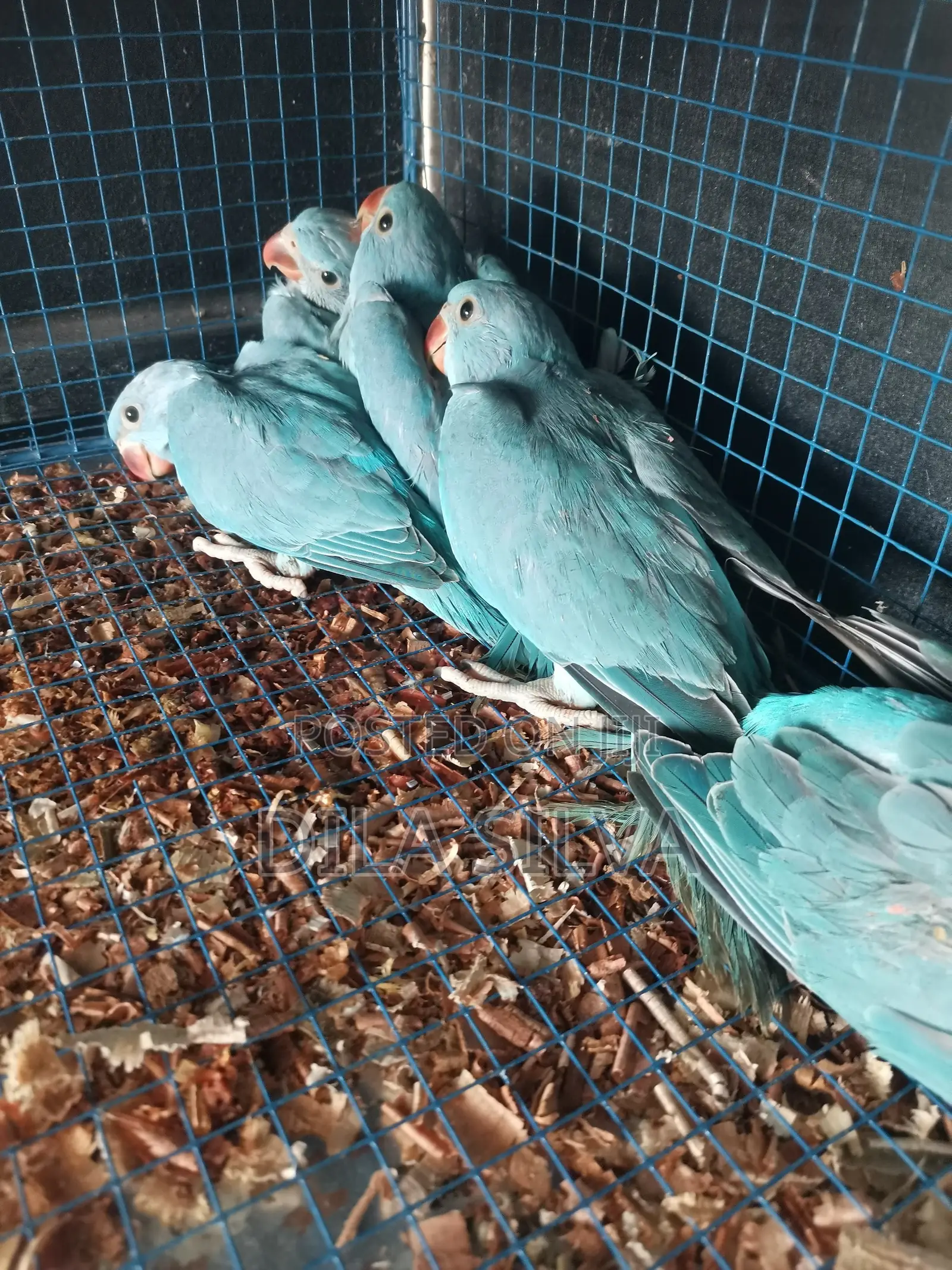 Indan Ringneck Skyblue Chicks for Sale
