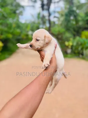 1-3 months Male Purebred Labrador Retriever