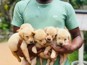 1-3 months Male Purebred Labrador Retriever
