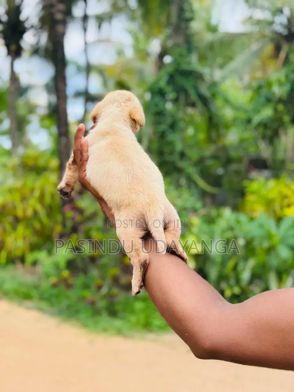 1-3 months Male Purebred Labrador Retriever