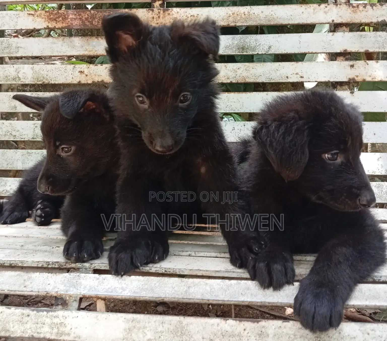 0-1 month Female Purebred German Shepherd