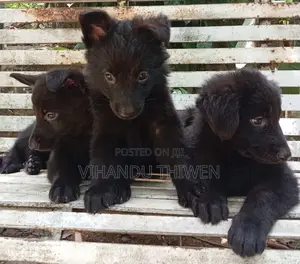 0-1 month Female Purebred German Shepherd