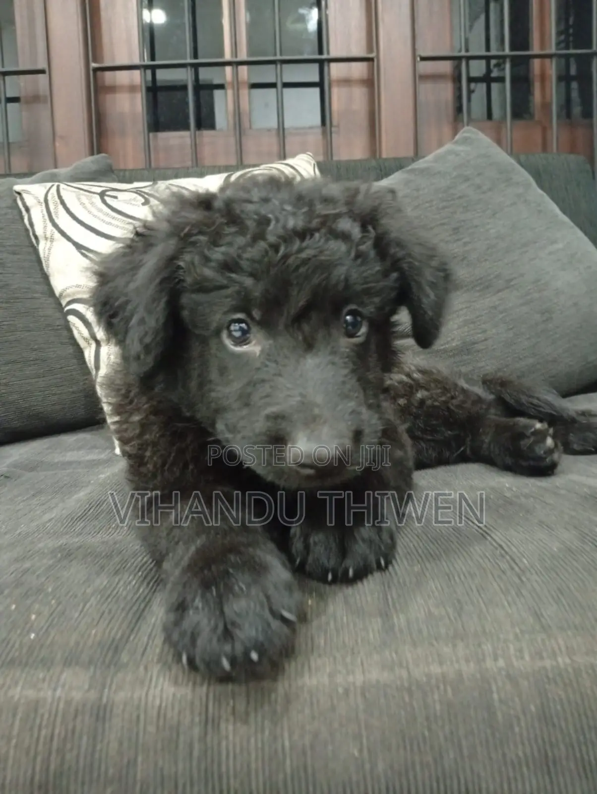 0-1 month Female Purebred German Shepherd