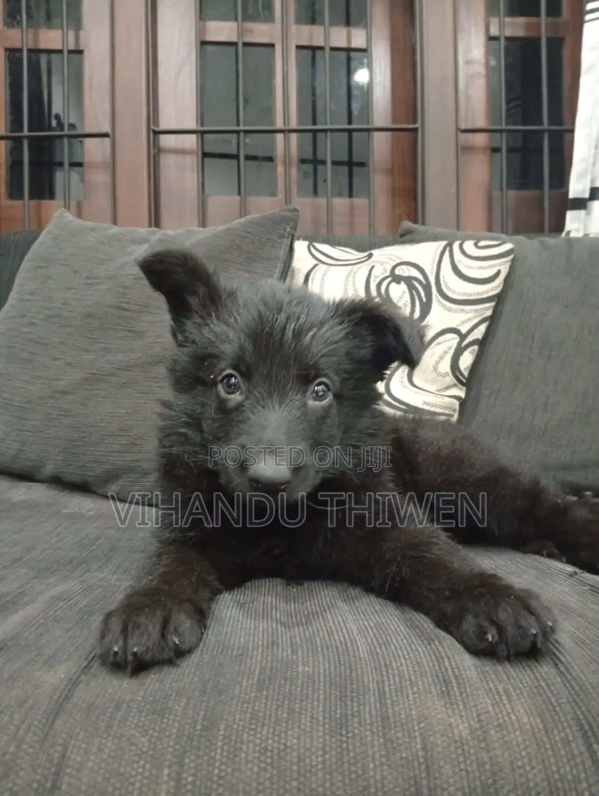 0-1 month Female Purebred German Shepherd