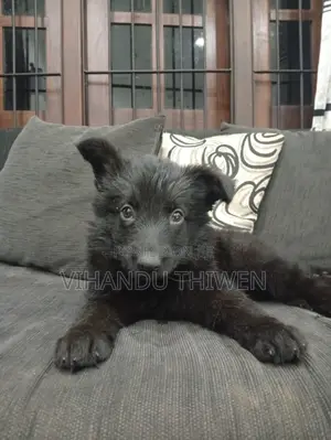 0-1 month Female Purebred German Shepherd