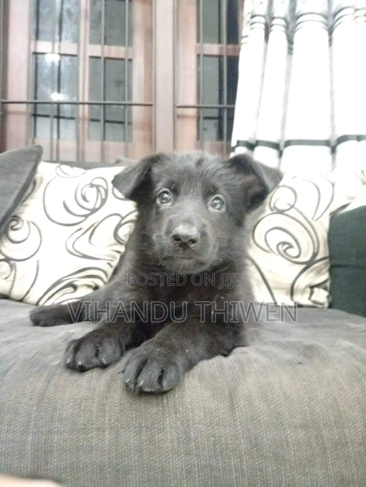 0-1 month Female Purebred German Shepherd