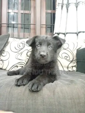 0-1 month Female Purebred German Shepherd