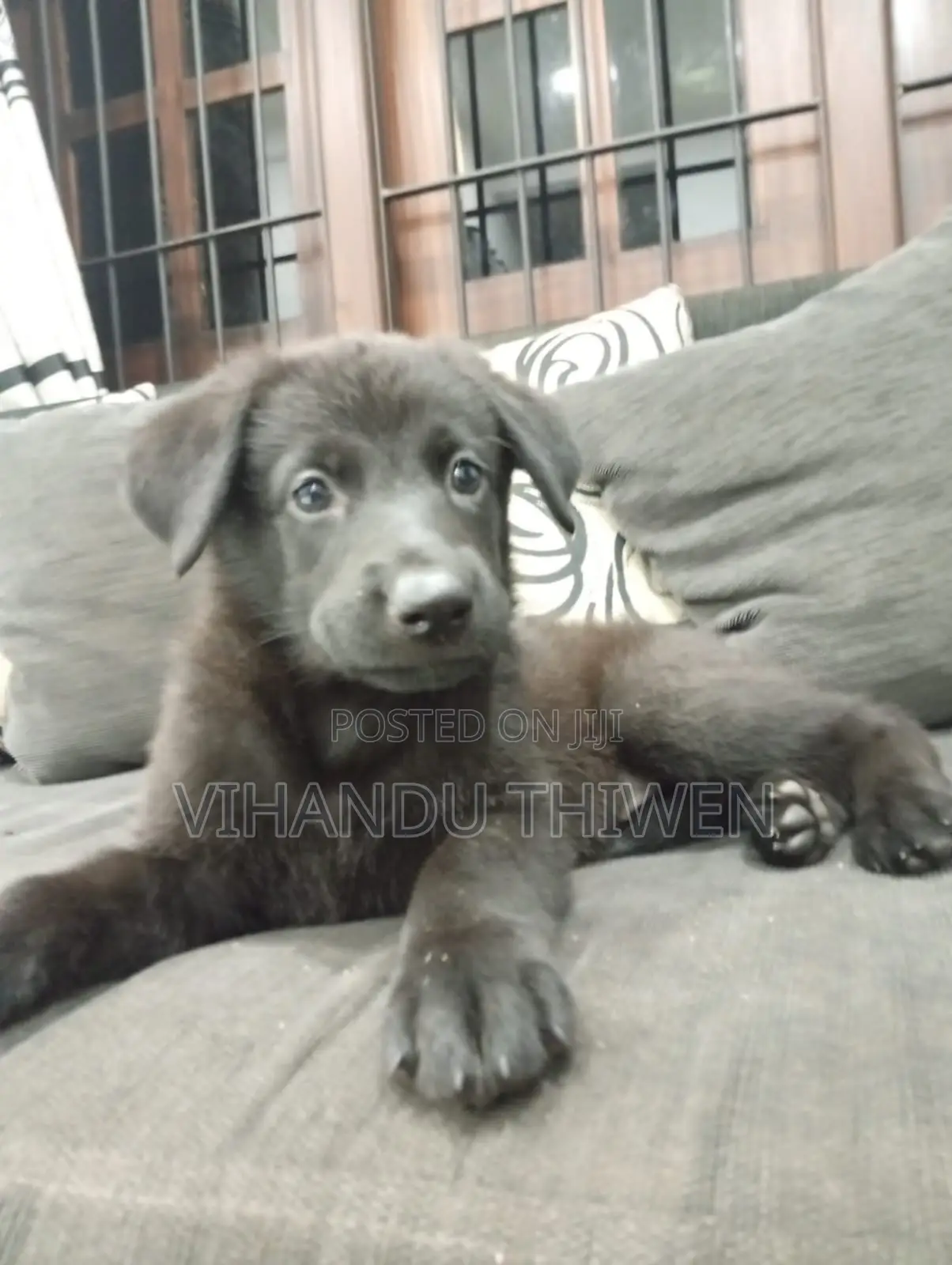 0-1 month Female Purebred German Shepherd