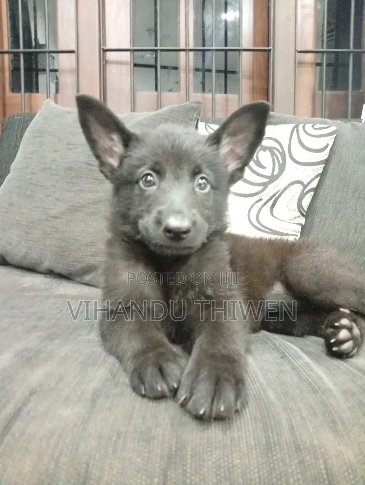 0-1 month Female Purebred German Shepherd