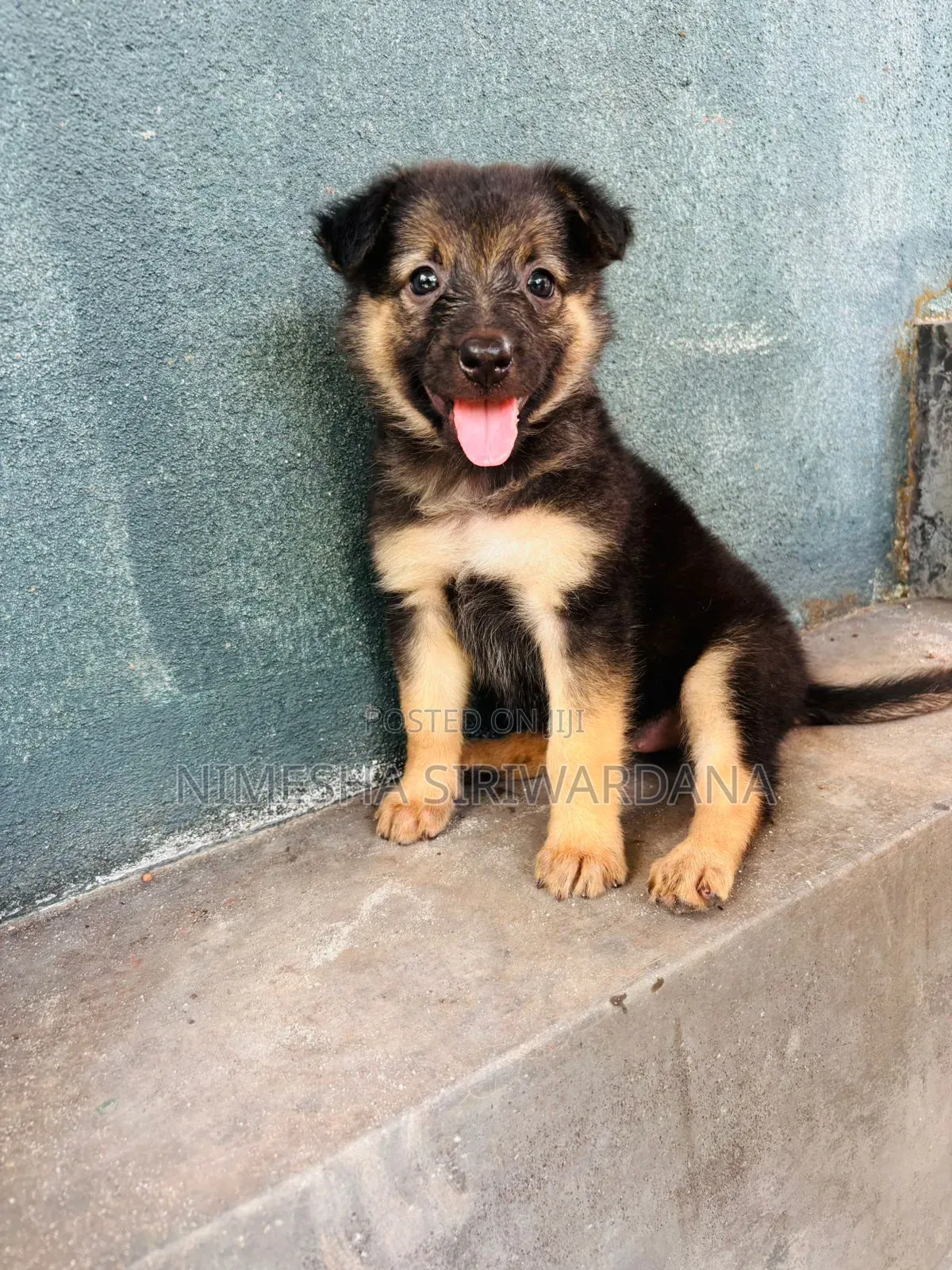 0-1 month Male Purebred German Shepherd