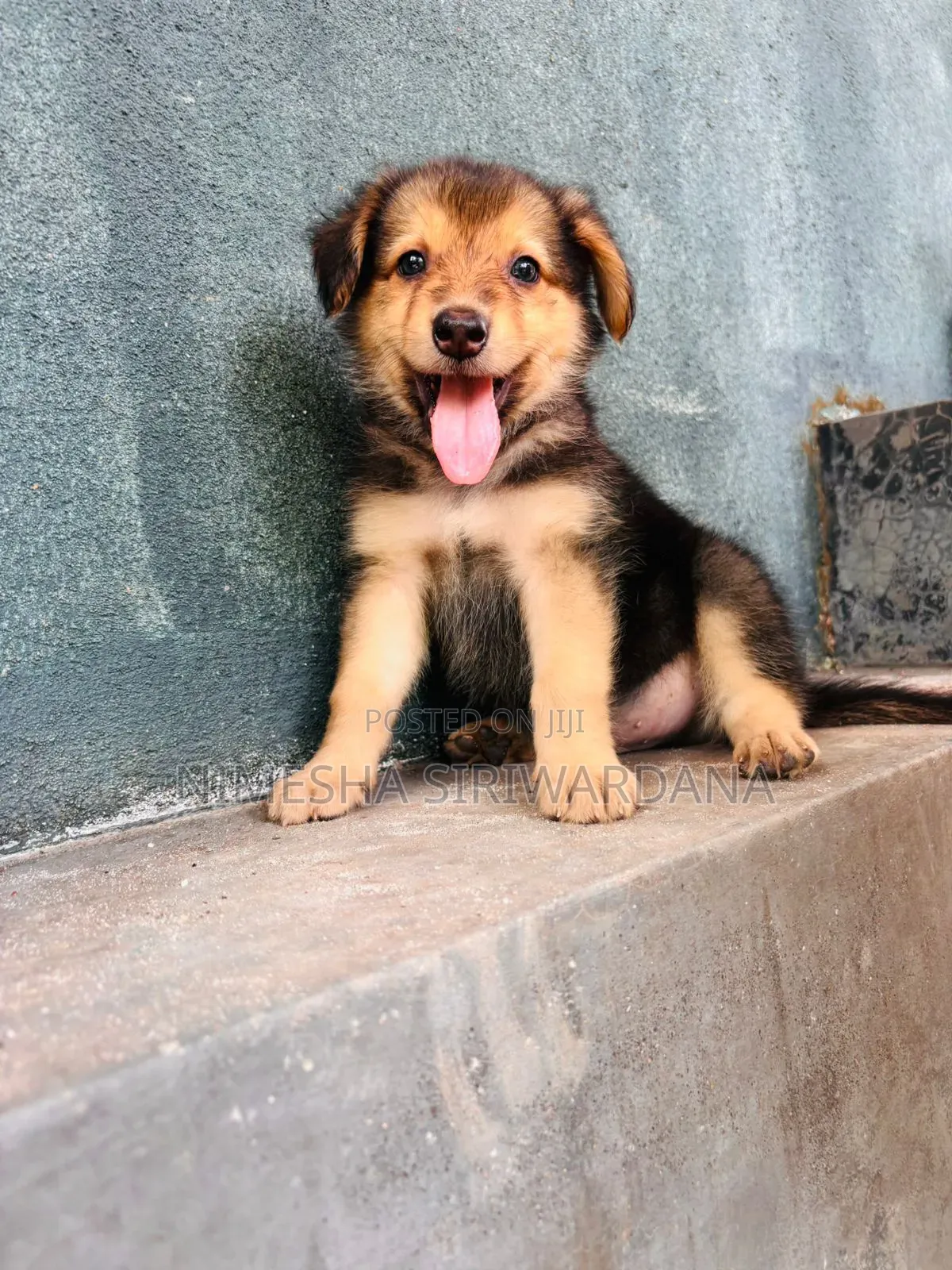 0-1 month Male Purebred German Shepherd