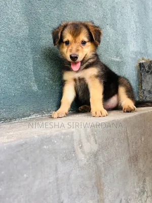 0-1 month Male Purebred German Shepherd