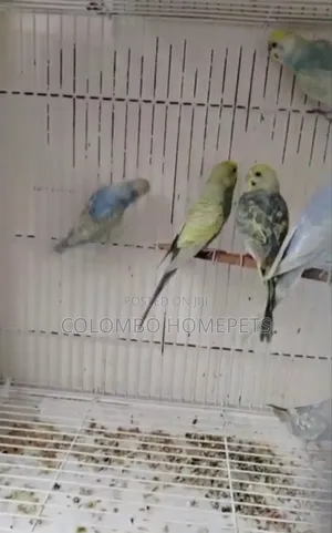 Rainbow Lovebirds