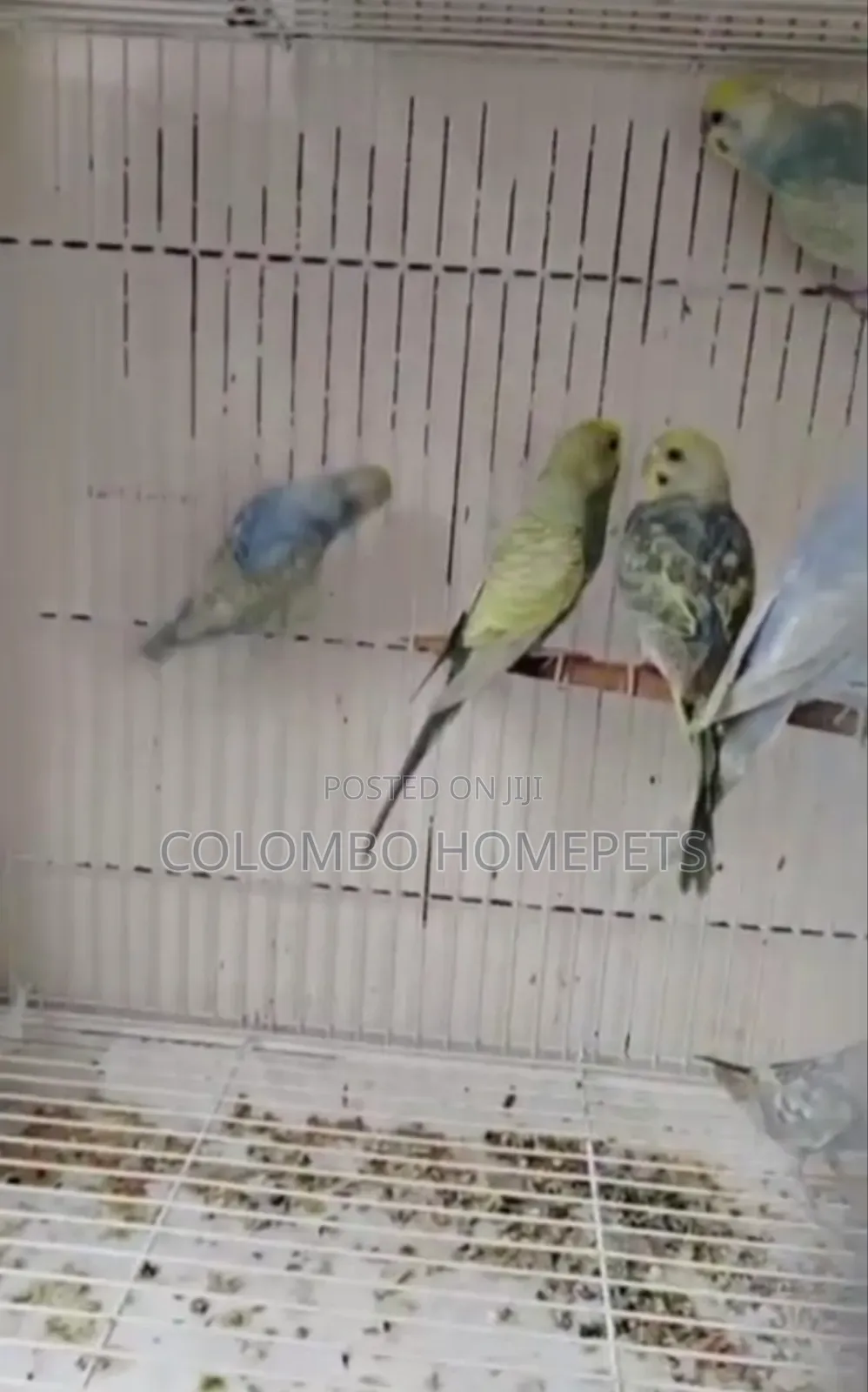 Rainbow Lovebirds