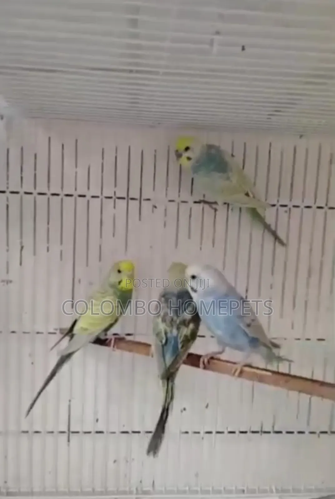 Rainbow Lovebirds