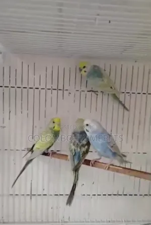 Rainbow Lovebirds