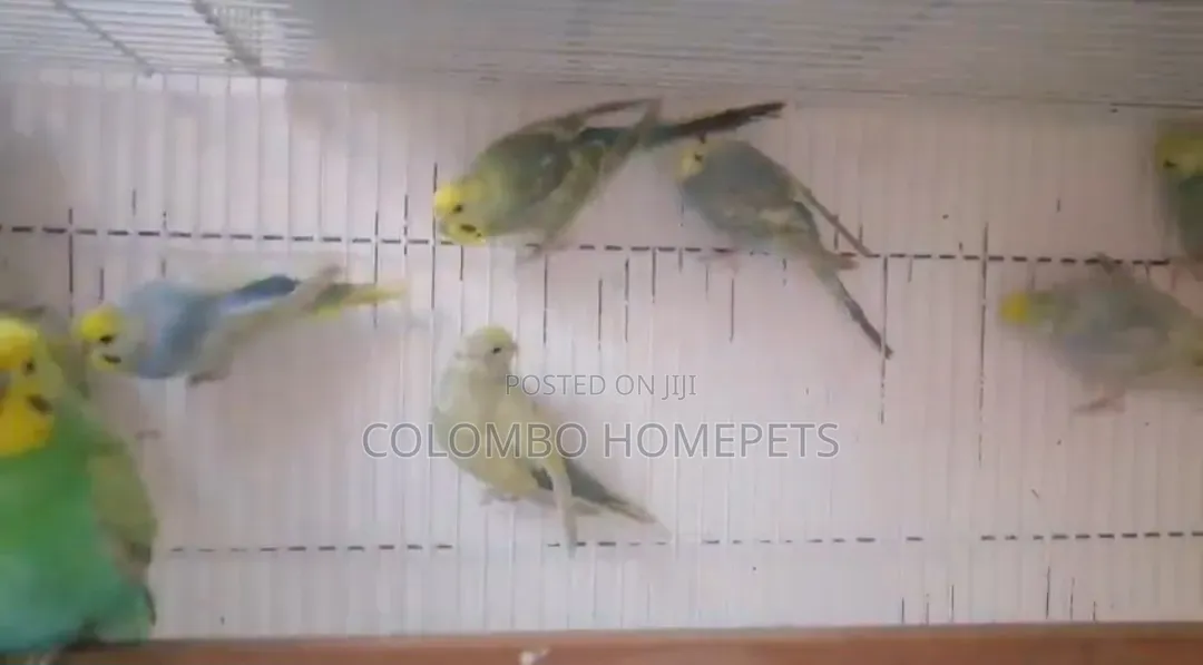 Rainbow Lovebirds